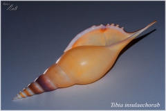 Tibia insulaechorab