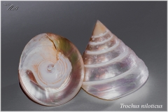 Trochus niloticus