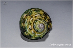 Turbo argyrostomus
