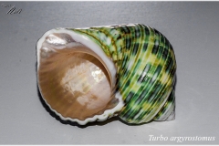 Turbo argyrostomus