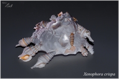 Xenophora crispa