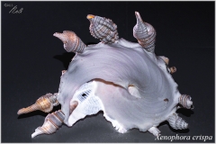 Xenophora crispa