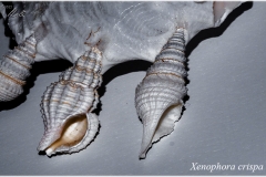 Xenophora crispa