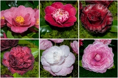 Camelias-01