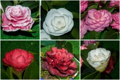 Camelias-02