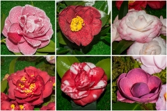 Camelias-03