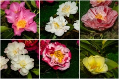 Camelias-04