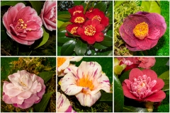 Camelias-05