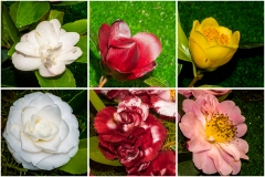 Camelias-06