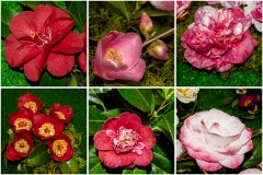 Camelias-07