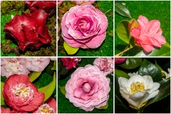 Camelias-08