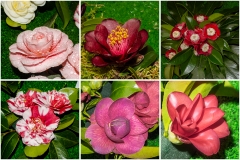 Camelias-09