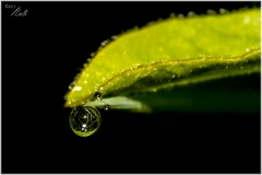 Gotas de colores