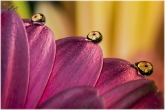 Gotas de colores