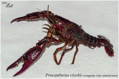 Procambarus clarkii, cangrejo americano