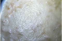 Microgusano de la avena