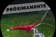 Gambas, joyas de acuarios