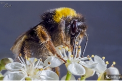 Bombus
