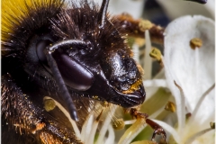 Bombus