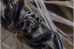 Evarcha arcuata