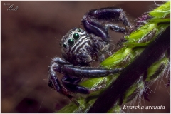 Evarcha arcuata