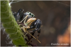 Evarcha arcuata