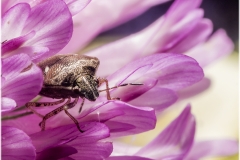 Eysarcoris