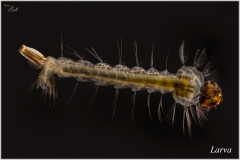 Larva mosquito
