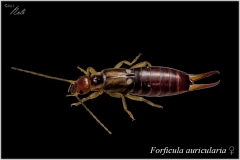 Forficula auricularia