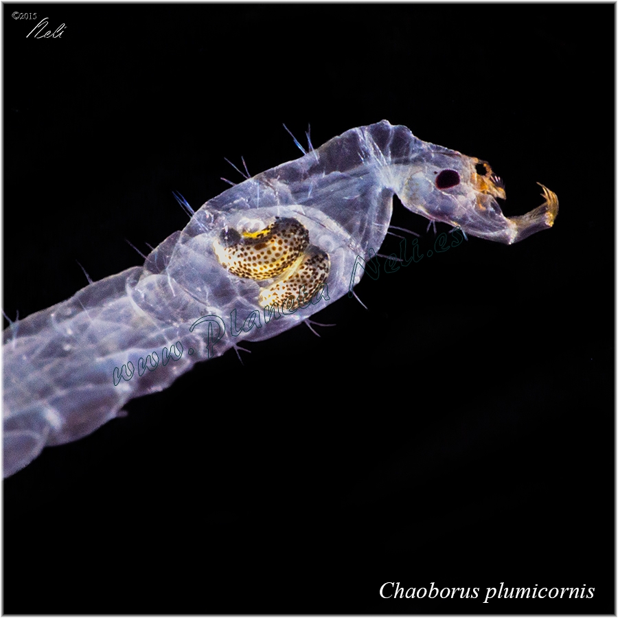 Larva de cristal