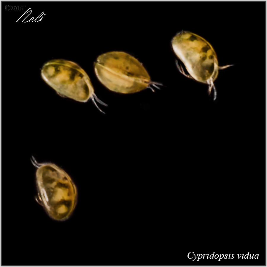 Cypridopsis vidua