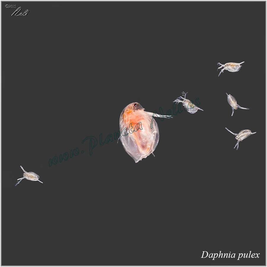Daphnia pulex