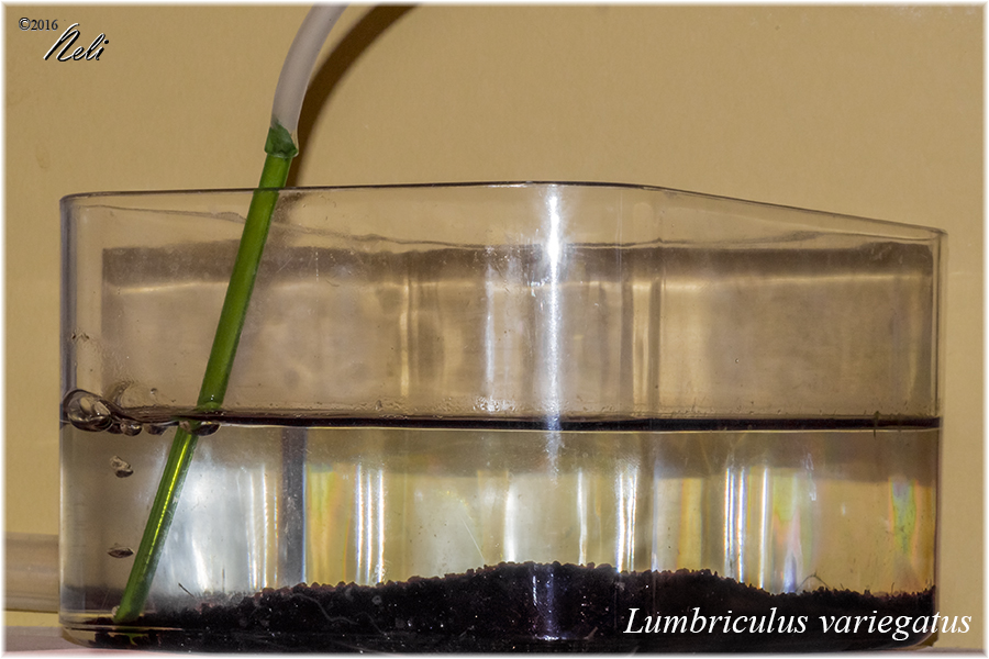Lumbriculus variegatus (Blackworm)