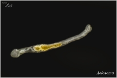 Aelosoma