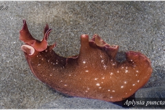 Aplysia punctata