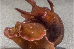 Aplysia punctata