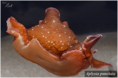 Aplysia punctata