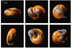 Caracol-SI-004