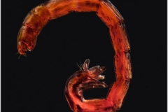 Larva de mosquito