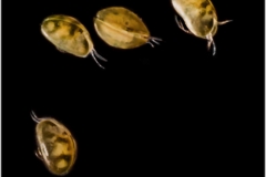 Cypridopsis vidua