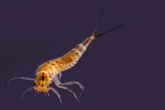 Dytiscus