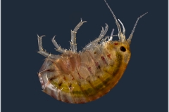 Hyalella azteca