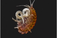 Hyalella azteca