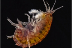 Hyalella azteca