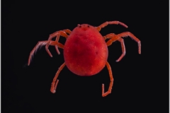 Hydrachna