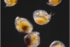 Leydigia