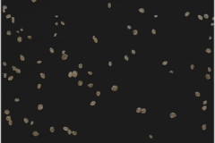 Leydigia