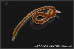 Lumbriculus variegatus (Blackworm)