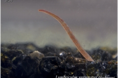 Lumbriculus variegatus (Blackworm)