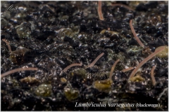 Lumbriculus variegatus (Blackworm)